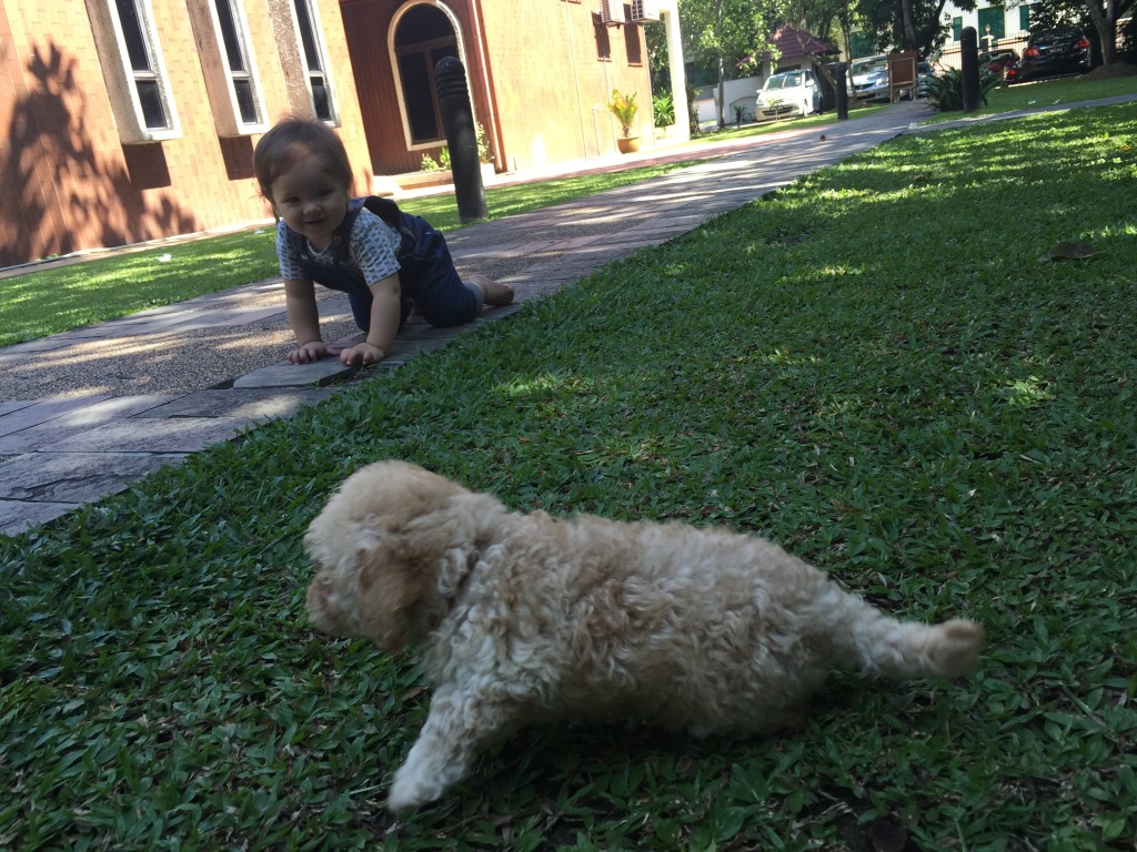 i found a puppy