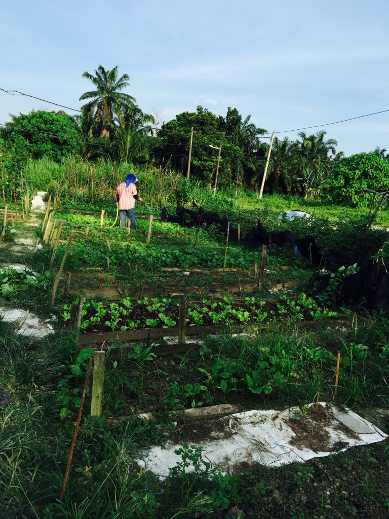 JIA JIA FARMING TRIP